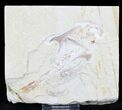 Fossil Coccodus (Crusher Fish) With Shrimp #24001-2